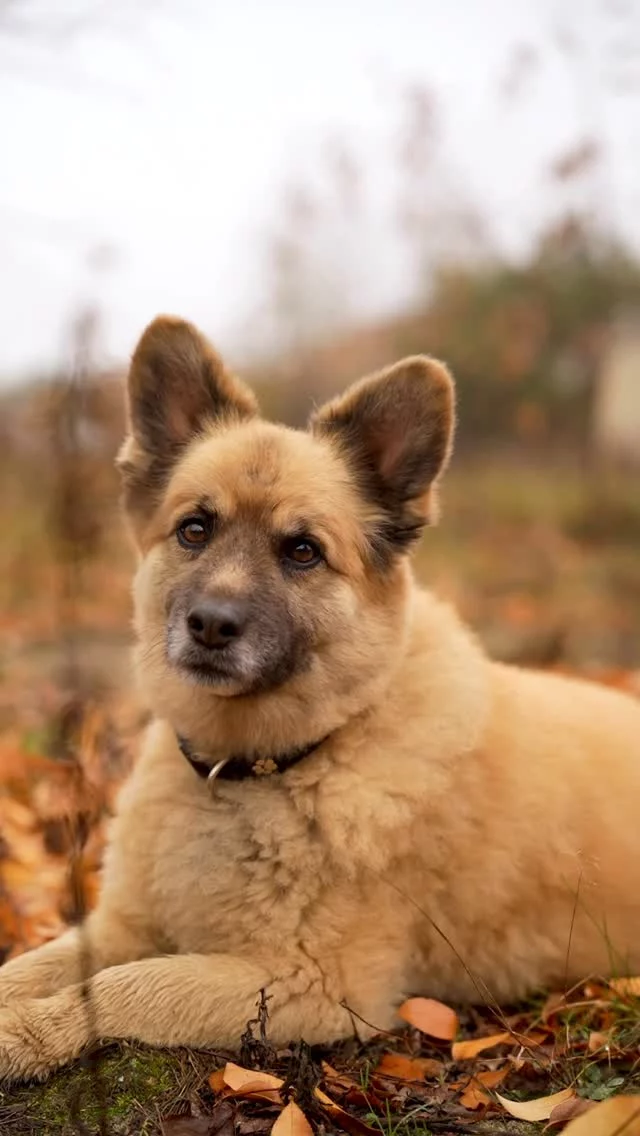W Nowym Yorku taka kosa, że bez @brubeck_pl byłoby zgrzytanie zębami a nie zwiedzanie, więc #lifesaver na pełnej. Ale jak cuś, Brubecka możecie nosić też blisko domu #SprawdzoneInfo. Czerczil potwierdzi.#reklama #brubeck #merynosy #outfit #ciepło